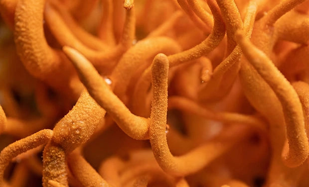 Cordyceps Mushroom