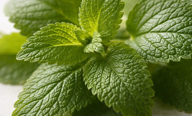 Lemon Balm Extract