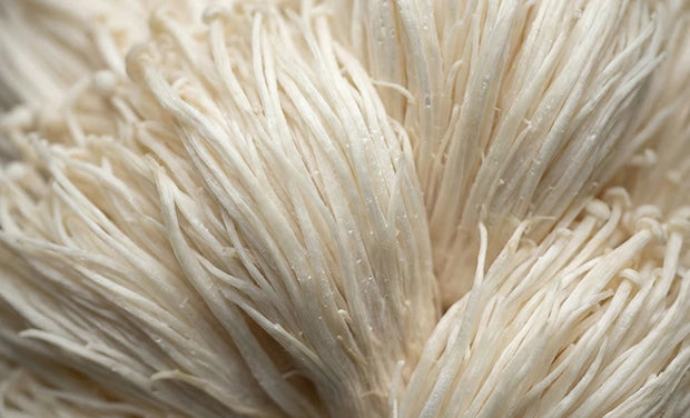 Lion's Mane Mushroom