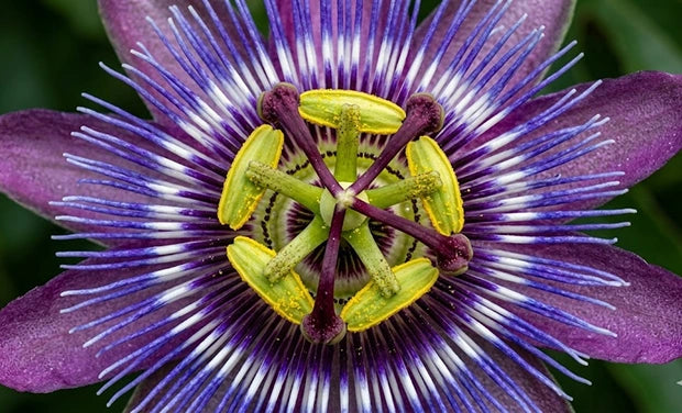 Passionflower Extract