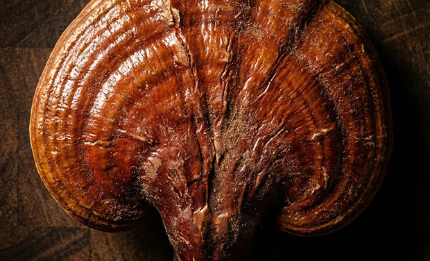 Reishi Mushroom