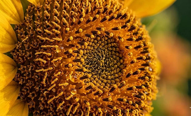 Sunflower Lecithin